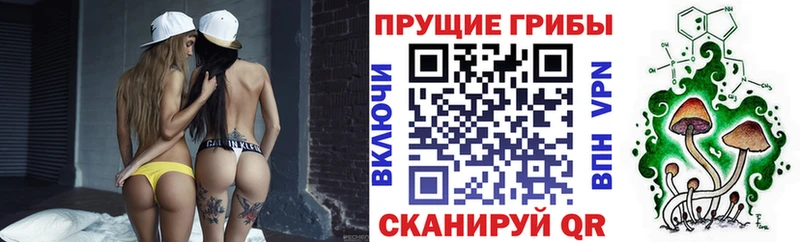 omg зеркало Ртищево Псилоцибиновые грибы Psilocybe